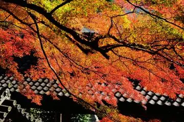 Marvelous gradation of yellow, orange and red (Photo: MASAYOSHI HIROSE)
