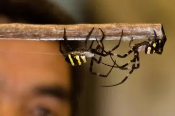 Kajiki Spider Fighting Festival 2026
