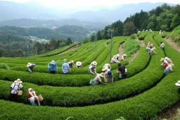 Tea harvest (Photo: <a href="http://www.vill.higashishirakawa.lg.jp/" target="_blank" rel="noreferrer noopener nofollow">Higashishirakawa Village</a>)