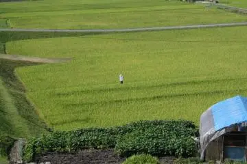 Scarecrow in the field (Photo: Richard A. Dart, MD)