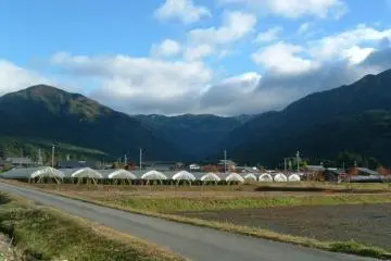 Kashimo Tomatoes in the shadow of the mountains (Photo: <a href="https://www.facebook.com/kashimoru" target="_blank" rel="noreferrer noopener nofollow">Kashimo Government Branch Office</a>)
