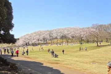 Yokohama's Negishi Forest Park