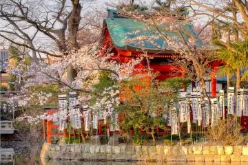 Kamakura Tsurugaoka Hachiman-gu 
