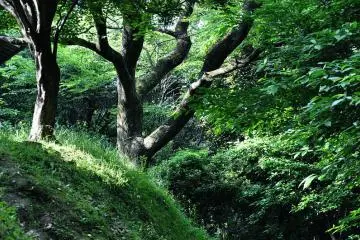 Emerald forest (Photo: Yuko T)