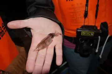 Namerikawa's Firefly Squid