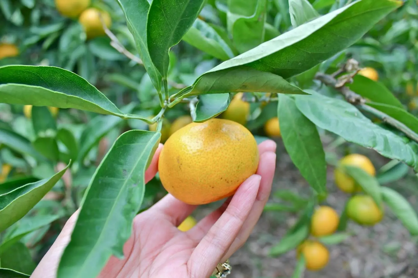 Mikan Picking at Tsukuihama Farm - Yokosuka, Kanagawa - Japan Travel
