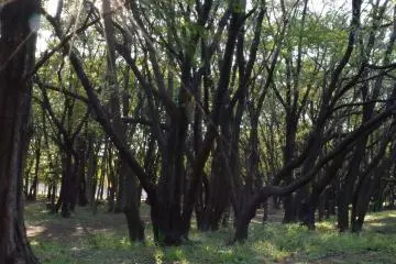 Gallery image