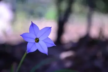 Tranquility at Tamagawadai Park