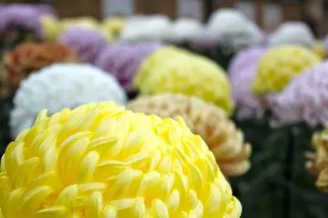 Chrysanthemum Exhibit at Sankeien 2026
