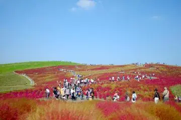 Hitachi Seaside Park in Autumn