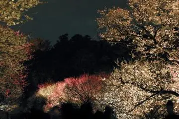 Mito's Plum Blossom Festival 2027