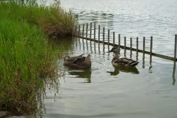 Ducks in the pond
