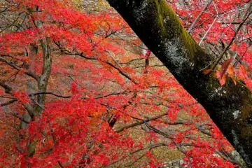 Autumn along Biwako Canal