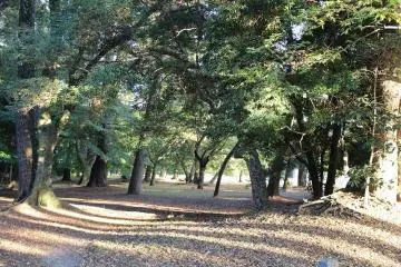 Gallery image