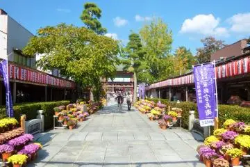 Kasama Chrysanthemum Festival 2026