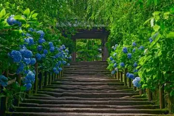 Serene Kita-Kamakura's Meigetsu-in Temple