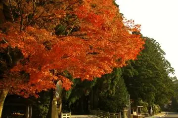 Koyasan's Sacred Site: Okunoin