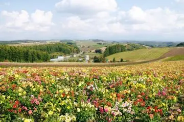Hokkaido's Amazing Flower Fields