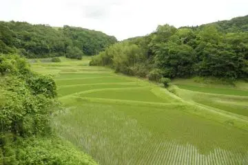 Rice paddies (Photo: Sue Ann Kunath)
