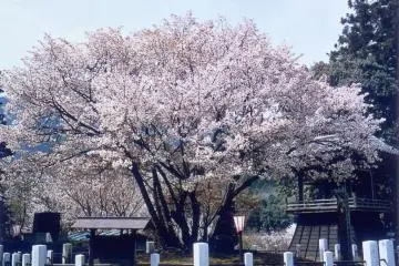 Princess Chujo Seigan Cherry Tree