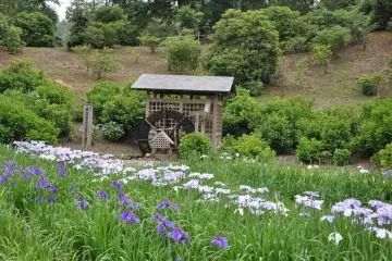 Yokosuka's Shobu-en Park