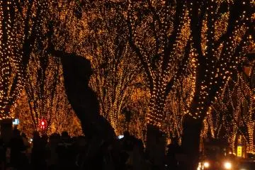 Viewing the Sendai Illumination