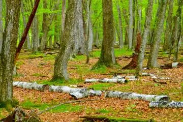 Nikko's Lovely White Birch