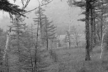 Nikko's Beautiful Fields