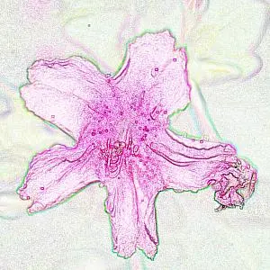 Permata Dian