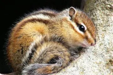 Siberian Chipmunk (Photo:  Siberian Chipmunk – <a href="https://www.flickr.com/photos/arudhio/133848833/" target="_blank" rel="noreferrer noopener nofollow">Arudhio</a> / <a href="https://creativecommons.org/licenses/by-sa/2.0/" target="_blank" rel="noreferrer noopener nofollow">CC BY-SA 2.0</a>)