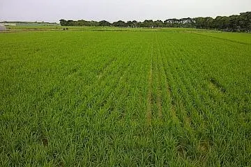 Rice - at the heart of so much of Japanese culture (Photo: Mark Buckton)