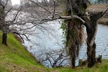 The path to the river (Photo: Olga Kaneda)