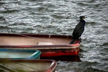The boat keeper (Photo: Olga Kaneda)