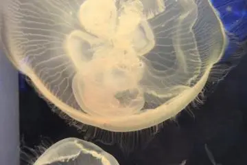 Shinagawa Aquarium