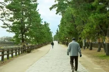 The pine tree-lined paths of Soka Matsubara (Photo: Yoshiko Okamoto)