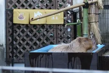 A capybara taking a bath, which is a popular thing to see in the winter. (Photo: 狭山市立智光山公園こども動物園)