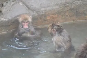 The monkeys taking a bath. It looks so warm! (Photo: 狭山市立智光山公園こども動物園)