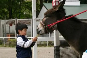 Feeding the donkey - "Don't eat my hand, ok?" (Photo: 狭山市立智光山公園こども動物園)