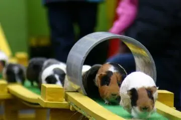 Cute guinea pigs running home over the bridge and through the tunnel. (Photo: 狭山市立智光山公園こども動物園)