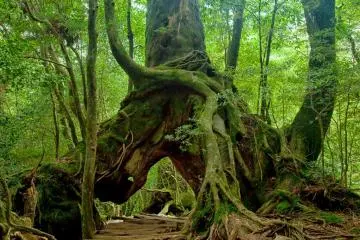 Yakushima Island