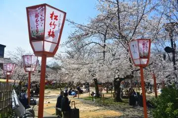 Places to See Sakura in Kyoto