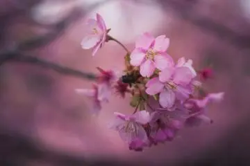 Kawazu Cherry Blossom Festival 2027