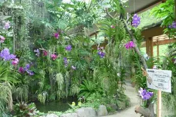 Orchid Sanctuary Dogashima, Izu