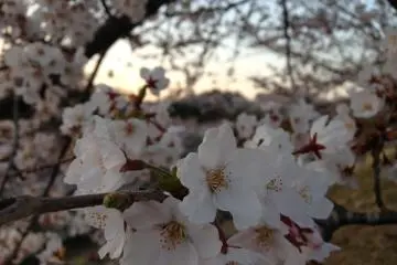 Hanami and Shopping