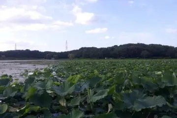 the lake