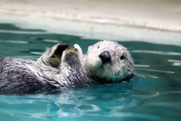 I was really looking forward to meeting the sea otter! (Photo: Toba Aquarium)