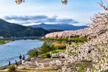 Kakunodate is a beautiful place to cycle in Spring (Photo: <a href="https://www.shutterstock.com/image-photo/hinokinai-river-riverbank-springtime-cherry-blossom-1621140970" target="_blank" rel="noreferrer noopener nofollow">Shawn / Shutterstock.com</a> / Shutterstock.com)
