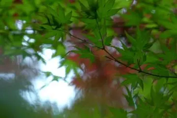 Momiji - maple leaves (Photo: <a href="http://www.gethiroshima.com" target="_blank" rel="noreferrer noopener nofollow">gethiroshima</a>)