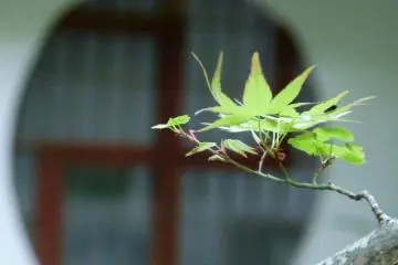 maple leaf in front of temple window (Photo: <a href="http://www.gethiroshima.com" target="_blank" rel="noreferrer noopener nofollow">gethiroshima</a>)