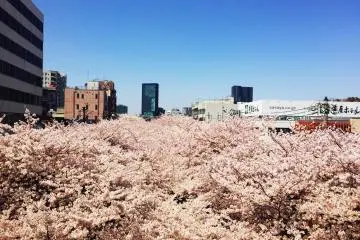 Nakameguro Cherry Blossoms
